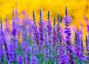 Delta模拟器新增iPad支持 未来还将兼容Apple TV